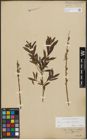 Foto von Salix purpurea L. x Salix viminalis L.